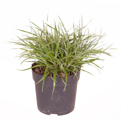 Hardy Bromeliad Fascicularia bicolour Plant in 1L pot - 5