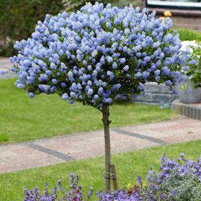 Hardy Ceanothus Standard 80-90cm in a 19cm Pot - California Lilac Tree for Gardens Supplied as an Established Plant Ready to Pot -