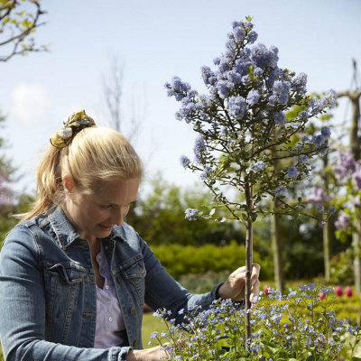 Hardy Ceanothus Standard 80-90cm in a 19cm Pot - California Lilac Tree for Gardens Supplied as an Established Plant Ready to Pot -