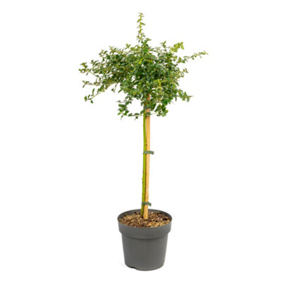Hardy Ceanothus Standard 80-90cm in a 19cm Pot - California Lilac Tree for Gardens Supplied as an Established Plant Ready to Pot - - 3