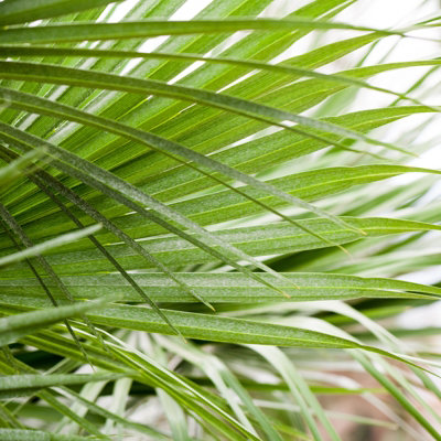 Hardy Fan Palm Chamaerops humilis 40-50cm