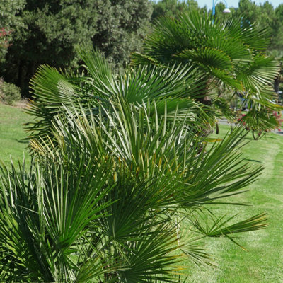 Hardy Fan Palm Chamaerops humilis 40-50cm - 3