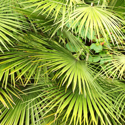 Hardy Fan Palm Chamaerops humilis 40-50cm