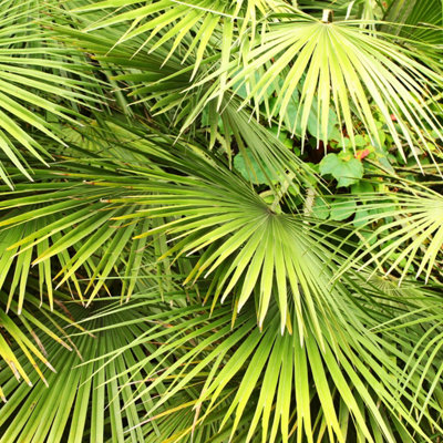 Hardy Fan Palm Chamaerops humilis 40-50cm - 4
