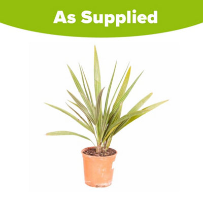 Hardy Fan Palm Chamaerops humilis 40-50cm - 5