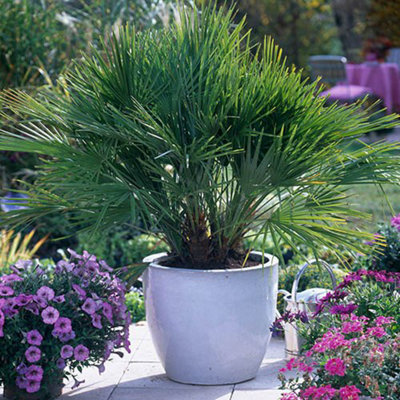 Hardy Fan Palm Chamaerops humilis 60-80cm