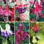 Hardy Fuchsia Collection 12 x Plug Plants