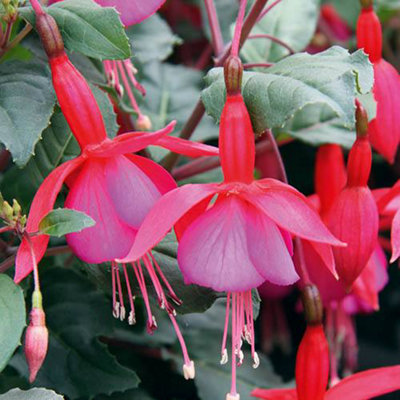 Hardy Fuchsia Collection 12 x Plug Plants