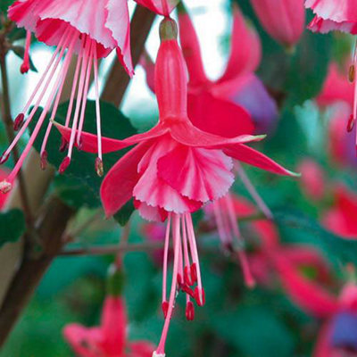 Hardy Fuchsia Collection 12 x Plug Plants - 4
