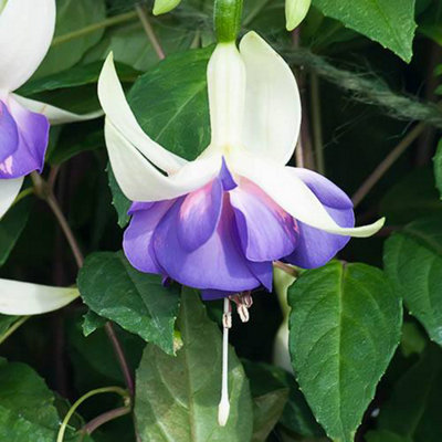 Hardy Fuchsia Collection 12 x Plug Plants - 5
