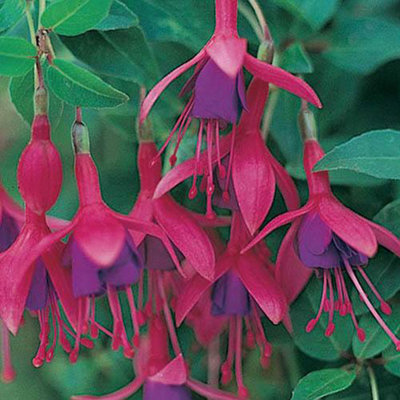 Hardy Fuchsia Collection 12 x Plug Plants - 6