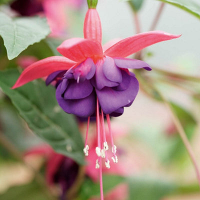Hardy Fuchsia Collection 6 x 9cm Potted Plants 20cm Tall Different Varieties Garden Ready Plants in Pots Ready to Plant Out