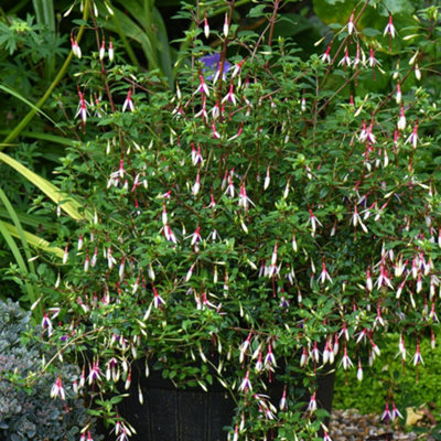 Hardy Fuchsia magellanica Arauco 1 Jumbo Plug Plant