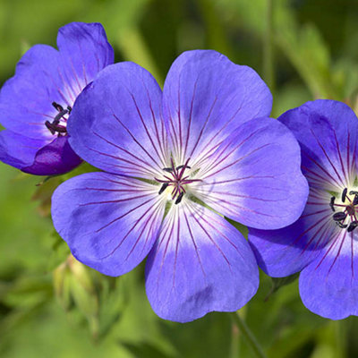 Hardy Geranium 'Rozanne' in 9cm Pots - Plant of the Centaury - Drought ...