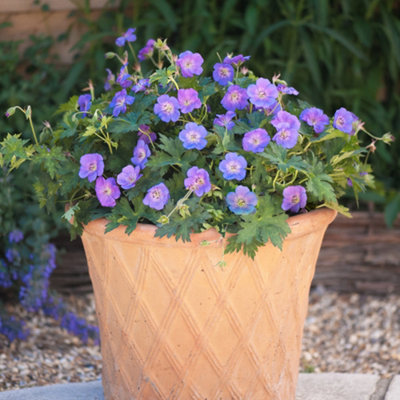 Hardy Geranium 'Rozanne' in 9cm Pots - Plant of the Centaury - Drought Resistant (Pack of 3) - 3