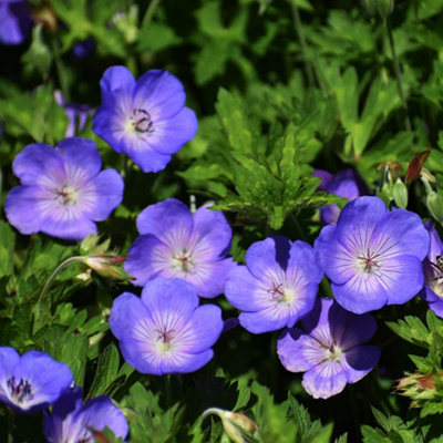 Hardy Geranium 'Rozanne' in 9cm Pots - Plant of the Centaury - Drought Resistant (Pack of 3) - 4