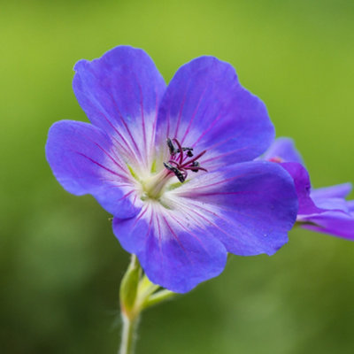 Hardy Geranium 'Rozanne' in 9cm Pots - Plant of the Centaury - Drought Resistant (Pack of 3) - 5