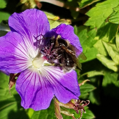 Hardy Geranium 'Rozanne' in a 2L Pot - RHS Plant of The Centenary - Drought Tolerant - 3