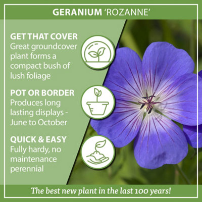 Hardy Geranium 'Rozanne' in a 2L Pot - RHS Plant of The Centenary - Drought Tolerant - 5