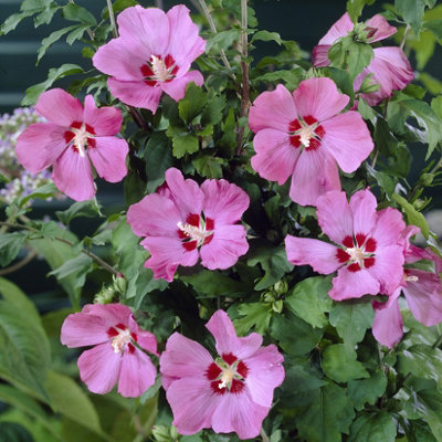 Hardy Hibiscus plant Collection 2L pots (Pack of 3)