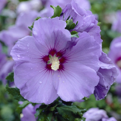 Hardy deals hibiscus plants