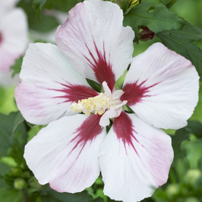 Hardy Hibiscus plant Collection 2L pots (Pack of 3) - 4