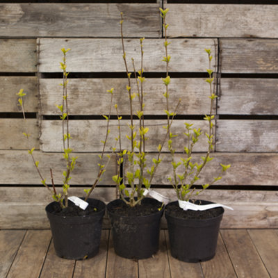 Hardy Hibiscus plant Collection 2L pots (Pack of 3) - 5