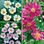 Hardy Japanese Anemone Perennial Plant Collection 3 Colours in 9cm Pots