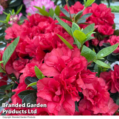 HARDY RHODODENDRON ENCORE AUTUMN FIRE - 3 LITRE POTTED PLANT X 1