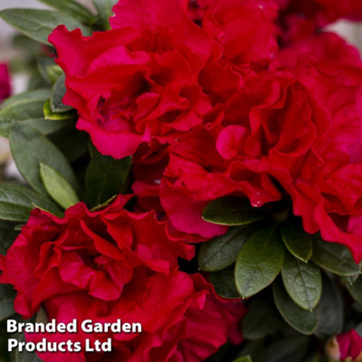 HARDY RHODODENDRON ENCORE AUTUMN FIRE - 3 LITRE POTTED PLANT X 1