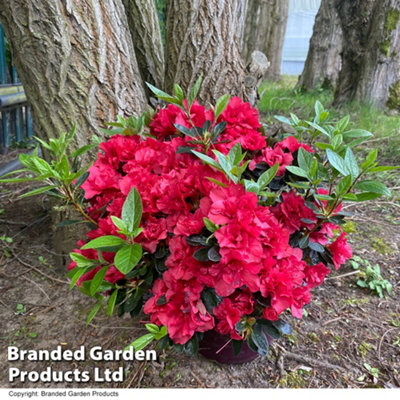 HARDY RHODODENDRON ENCORE AUTUMN FIRE - 3 LITRE POTTED PLANT X 1