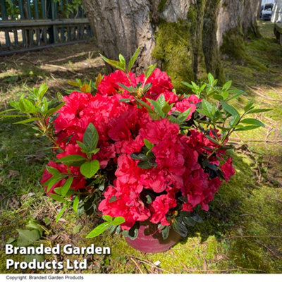 Hardy Rhododendron Encore Autumn Fire - 3 Litre Potted Plant x 1 - Repeat  Flowering Variety