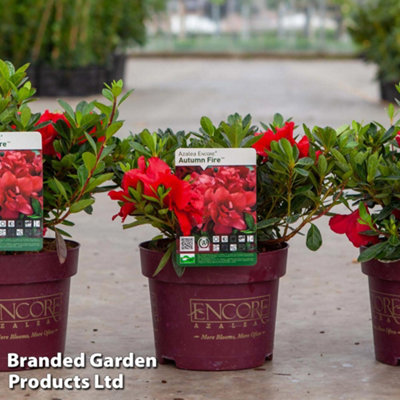 HARDY RHODODENDRON ENCORE AUTUMN FIRE - 3 LITRE POTTED PLANT X 1