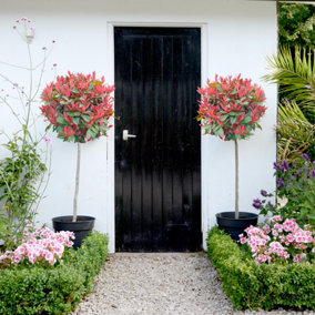 Hardy Shrub - Photinia Red Robin Standard Tree - 3 Litre Potted  Plant x 2 - Ready to Plant in Pots, Containers and Gardens