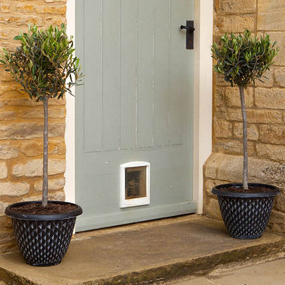 Hardy Standard Olive Trees 80cm tall (Pack of 2)