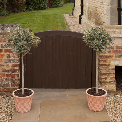 Hardy Standard Olive Trees 80cm tall (Pack of 2) - 3