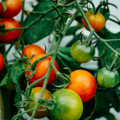 Hardys 56L Tomato Planter Grow Bag - Nutrient Enriched Peat