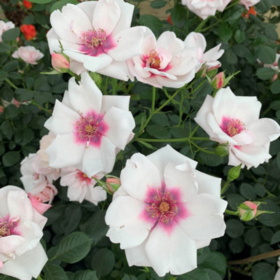 Harkness Climbing Rose 'Chawton Cottage' in 3L Pot