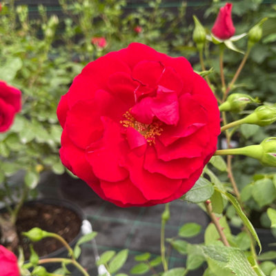 Harkness Climbing Rose 'Summer Sweetheart' 4 Litre Pot, Gift Wrapped