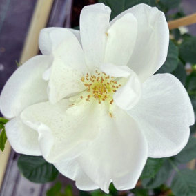 Harkness Climbing Rose 'White Star' 3 Litre Pot, Established White Rose, Ready to Plant, For Garden Borders and Pots, Fragrant Fl