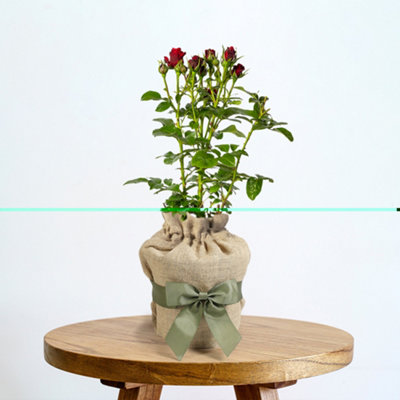 Harkness Gift Wrapped Rose Fab at 60 ™, 3L Potted Rose, Wrapped in a ...