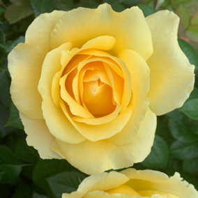 Harkness Rose 'Alfie Boe' 3L Pot