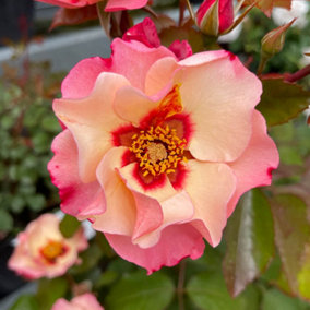 Harkness Rose 'Alissar Princess Of Phoenicia', Established Rose Plant in 3L Pot, Ready to Plant, For Pots, Beds, and Borders