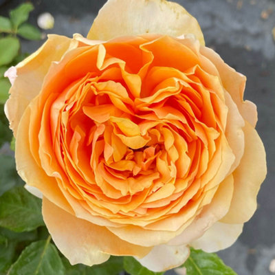 Harkness Rose 'Always In Our Thoughts', Floribunda Shrub In 4 Litre Pot ...