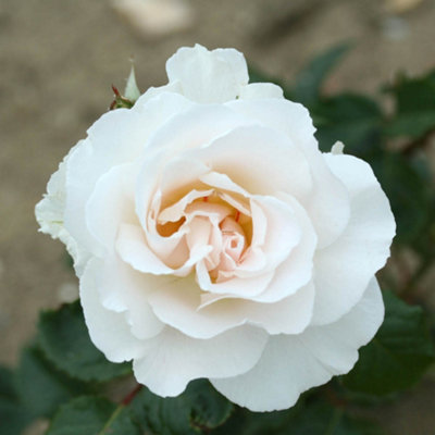 Harkness Rose Bush 'Margaret Merrill' in a 3L Pot , White Flowers, Ready to Plant Rose Bush for UK Gardens