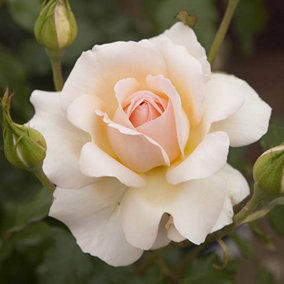 Harkness Rose 'Chandos Beauty', Pale Cream to Apricot Flowers, in a 3/4L Pot, Scented, Ready to Plant Out