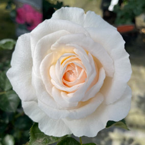 Harkness Rose 'Cream Abundance' 3L Pot