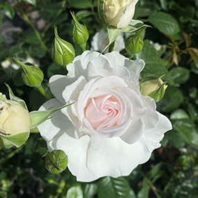 Harkness Rose 'Dame Deborah James' in a 3L Pot