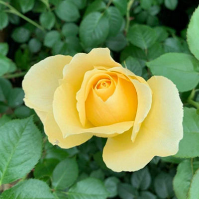 Harkness Rose 'Golden Patio', Established Plant in 3L Pot, Ready to ...