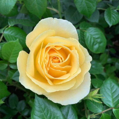 Harkness Rose 'Golden Wedding Celebration', 3L Potted Rose, Ready to ...